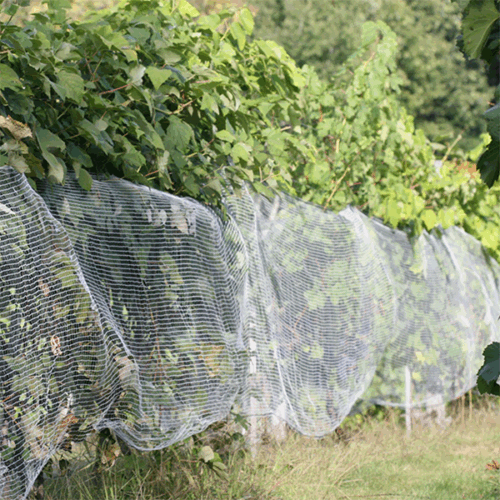 Vine Side Net - White 1.2m x 500m