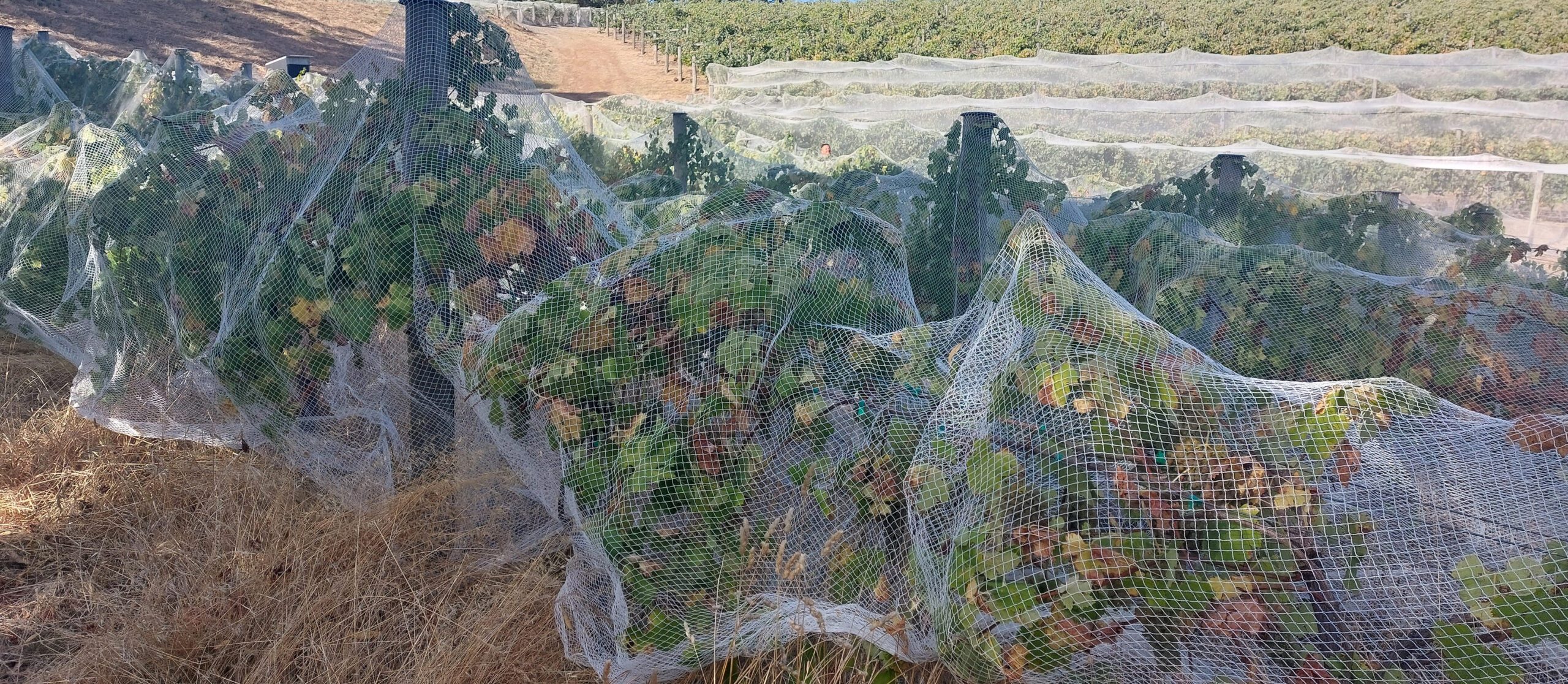 How to Choose Bird Nets for Your Vineyards