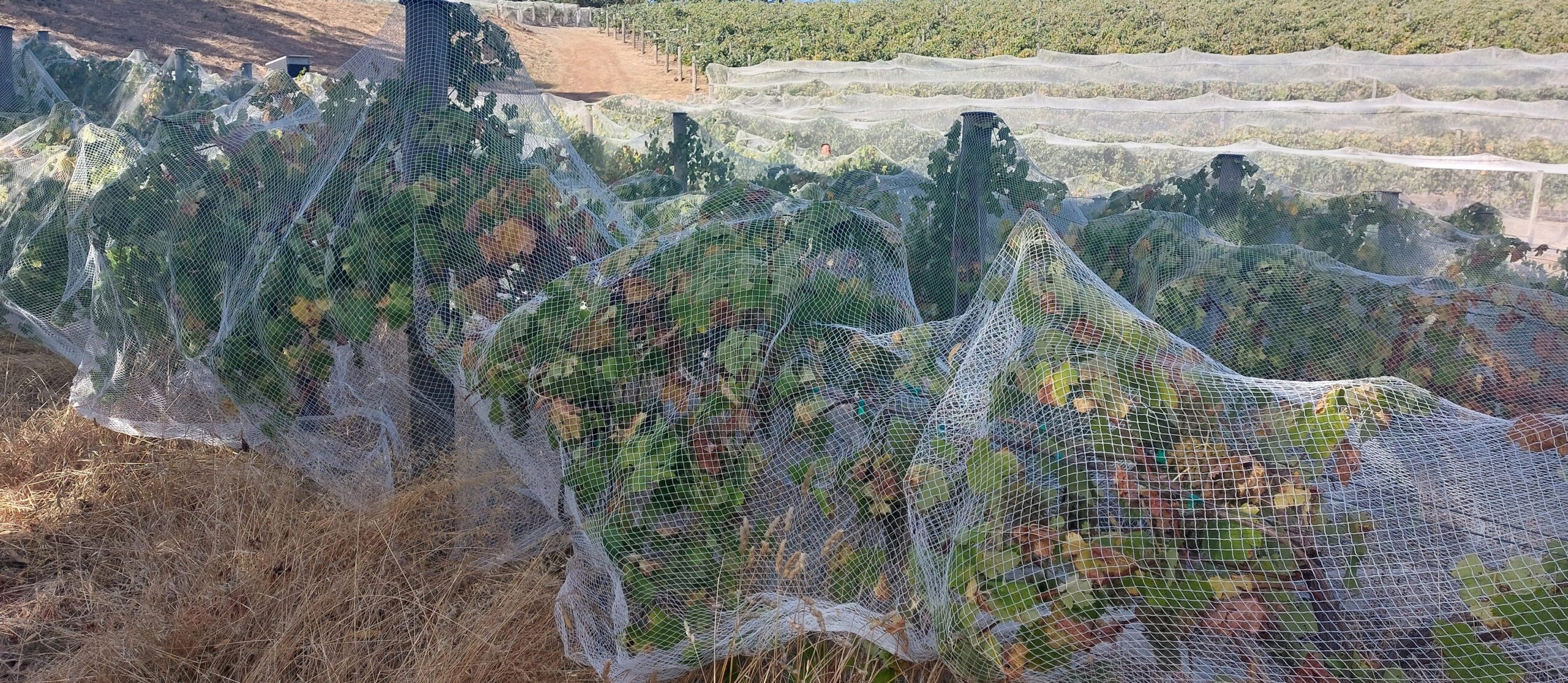 Hexagonal 35GSM Vineyard Net deployed on single rows