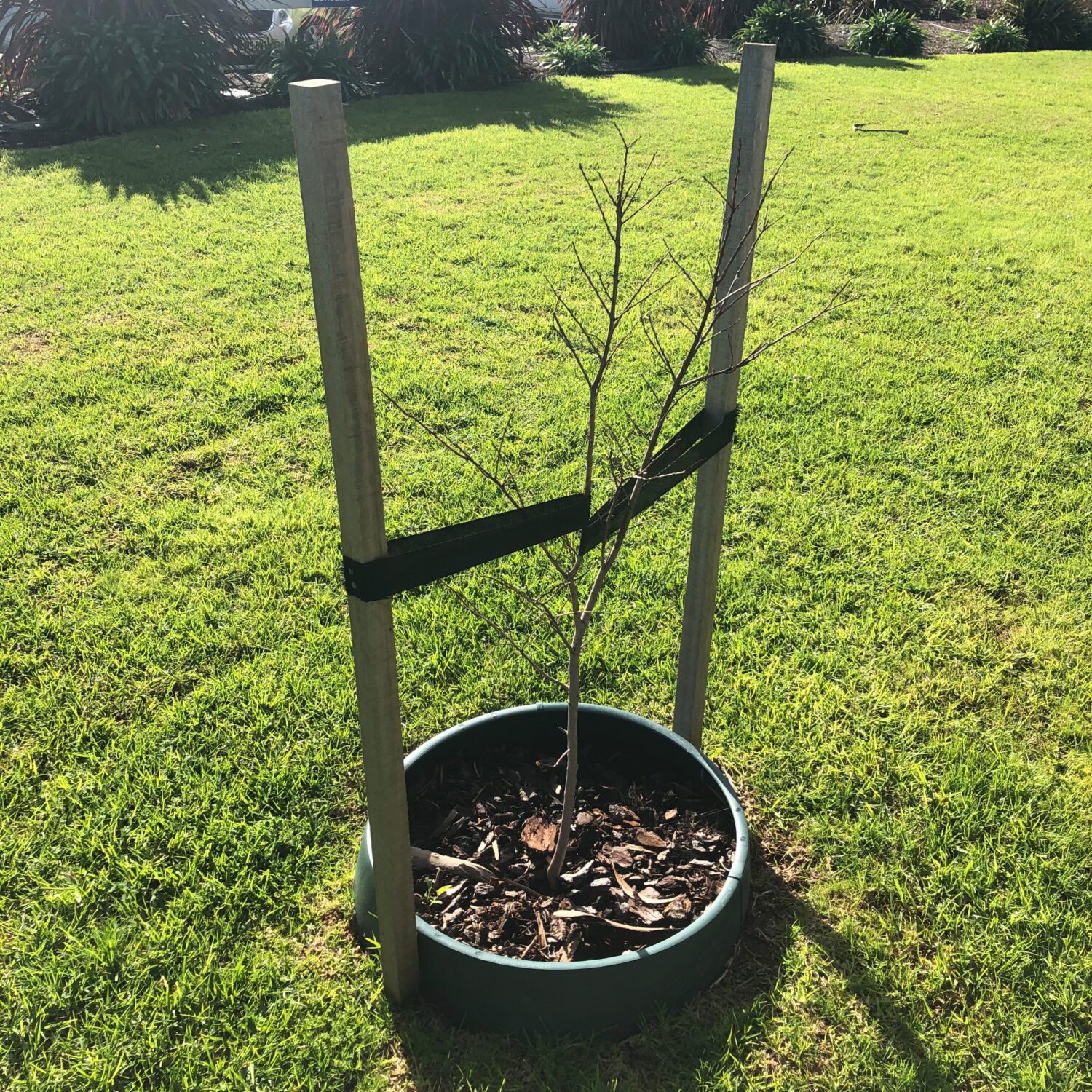 Large Greenwell with stakes and webbing supporting young trees